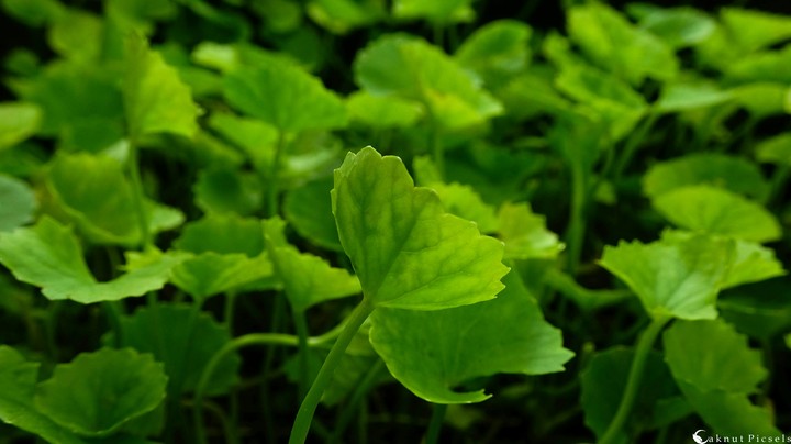gogreen
