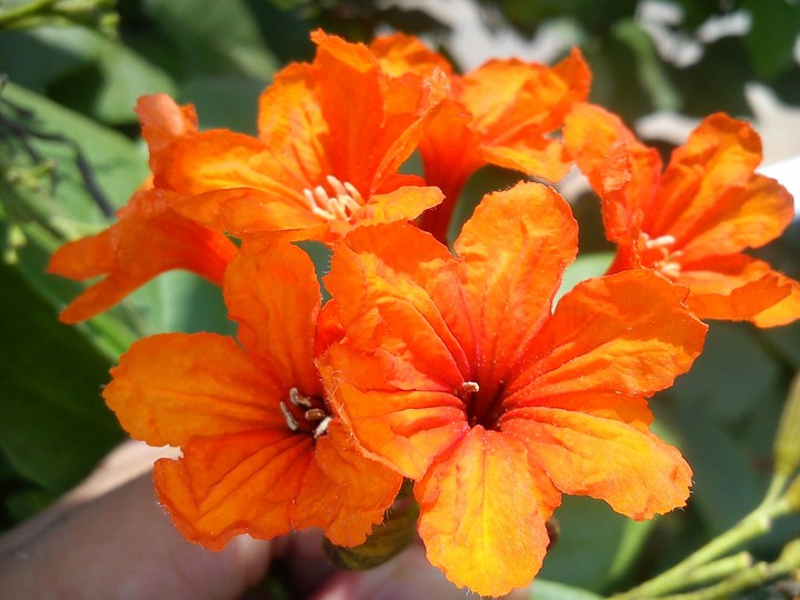 Flowers