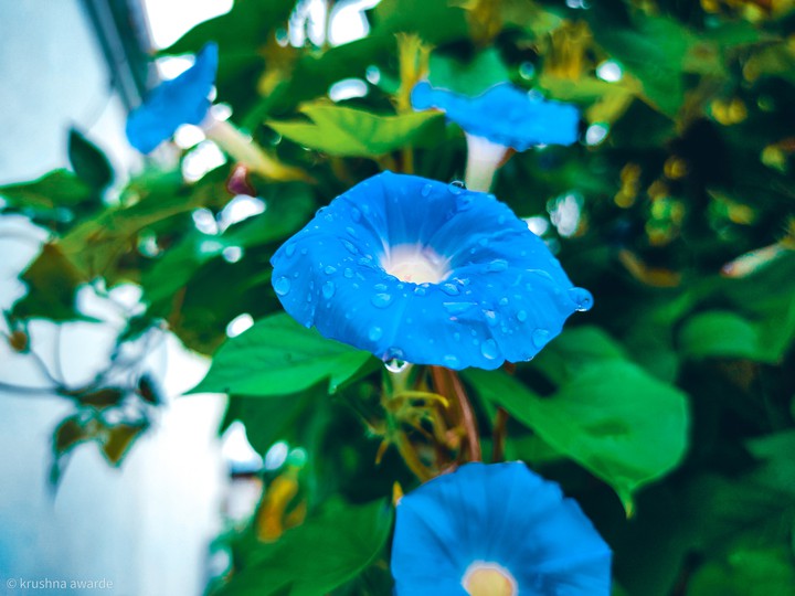 blue flower