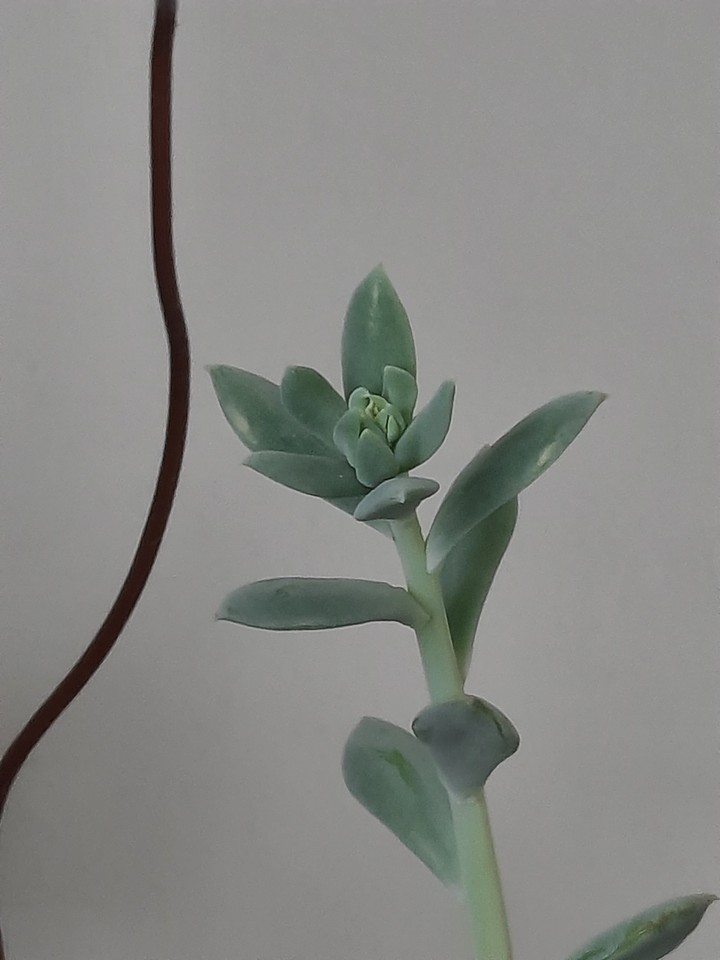newLife