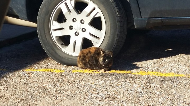 cat