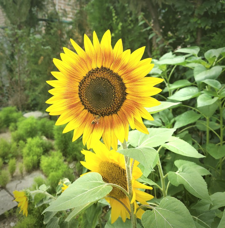 sunflower#