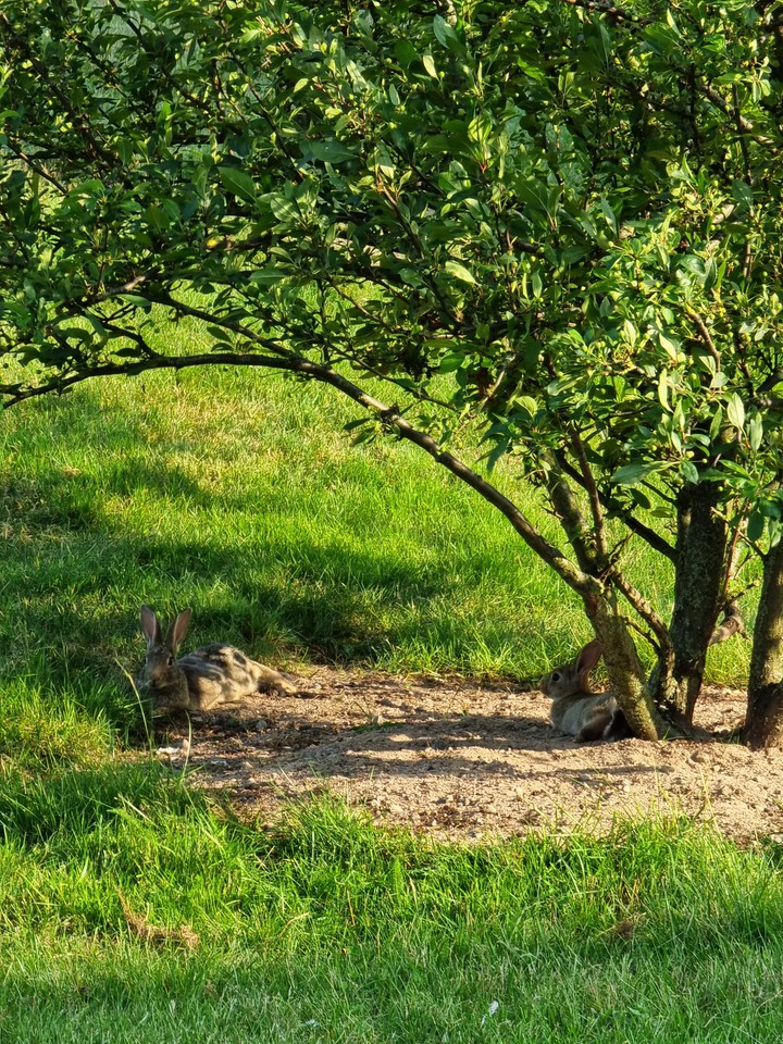 Bunny resting under the tree