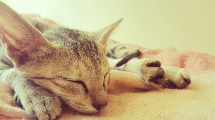 for those who loves cat