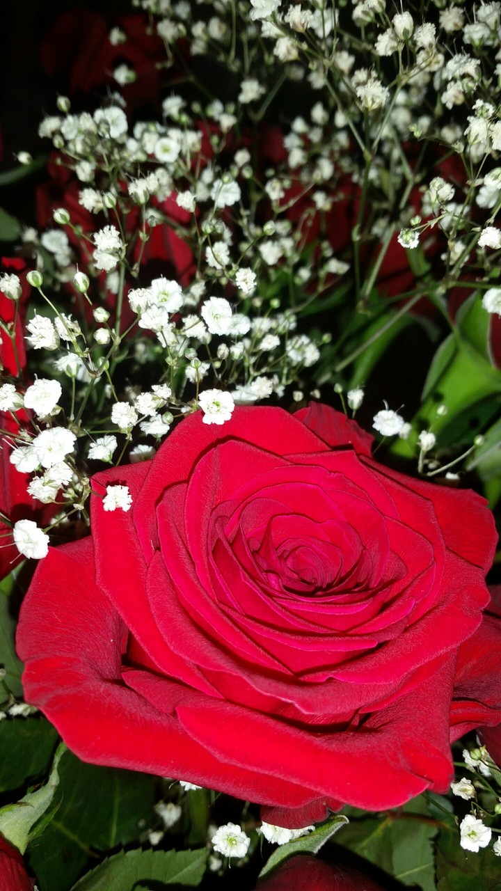 Roses