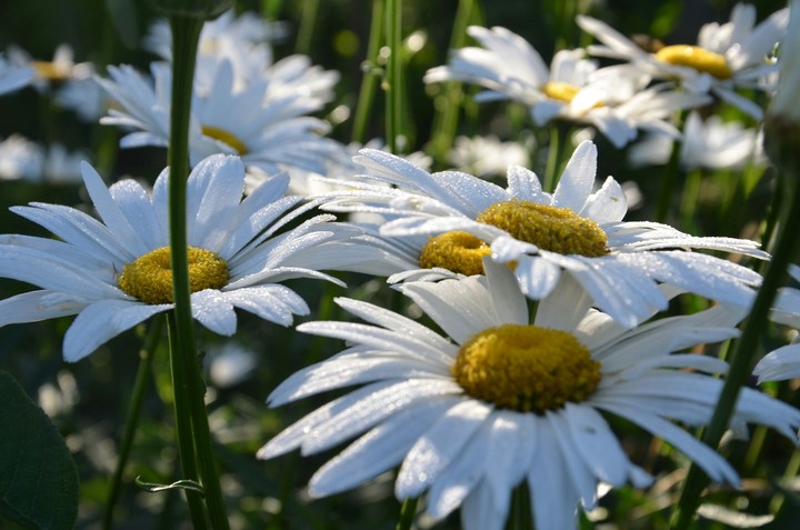 #flowers