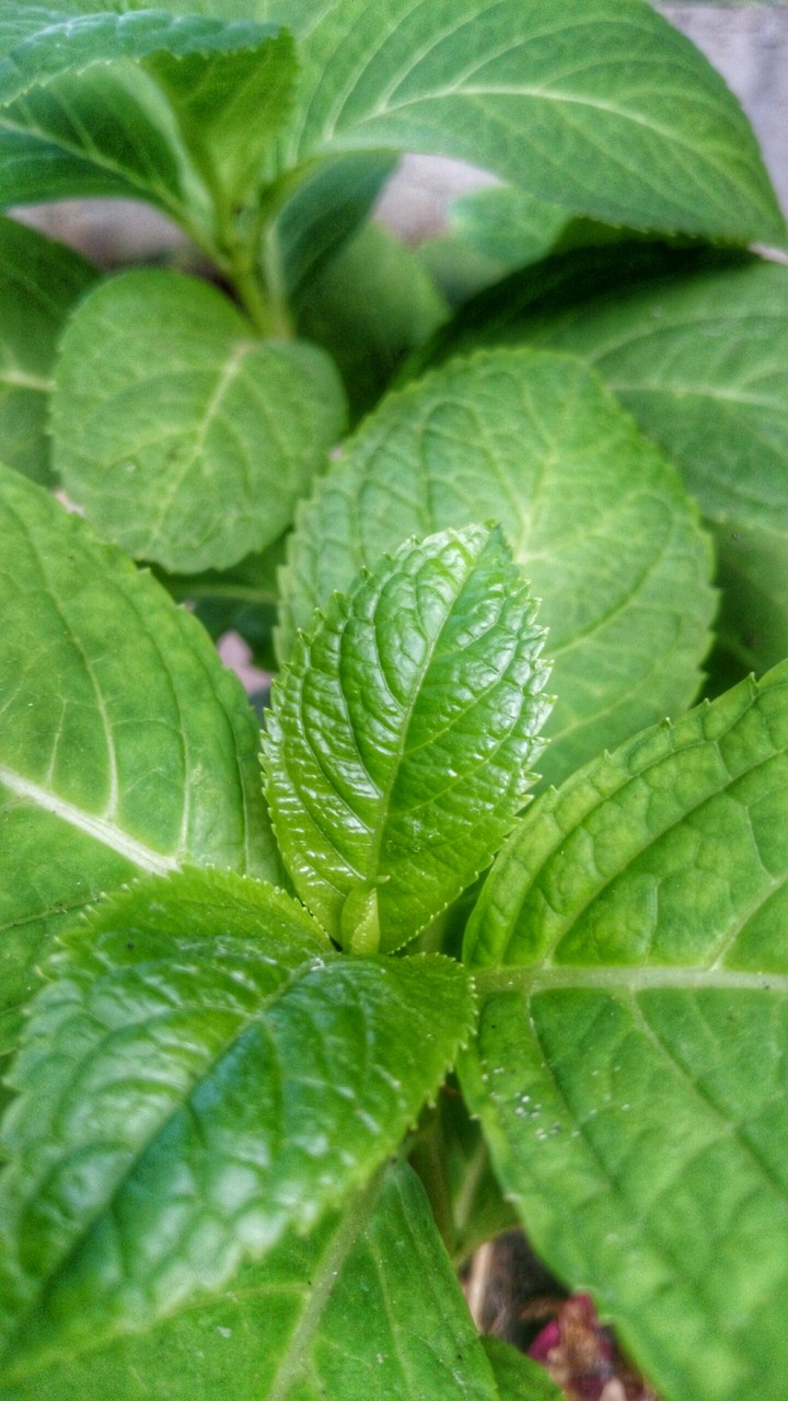 Green evening 