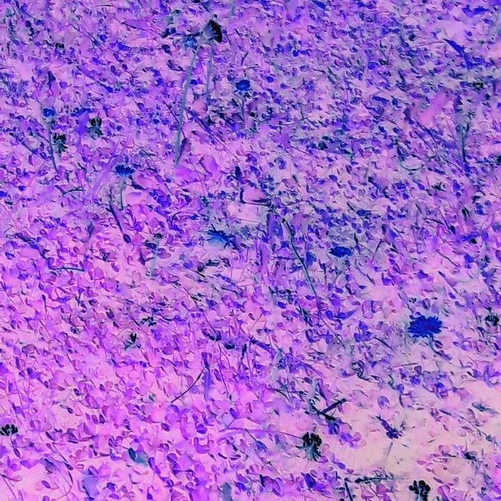 Butterfly Land