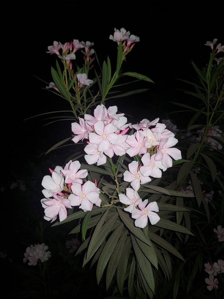 @flowers