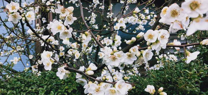 Sakura