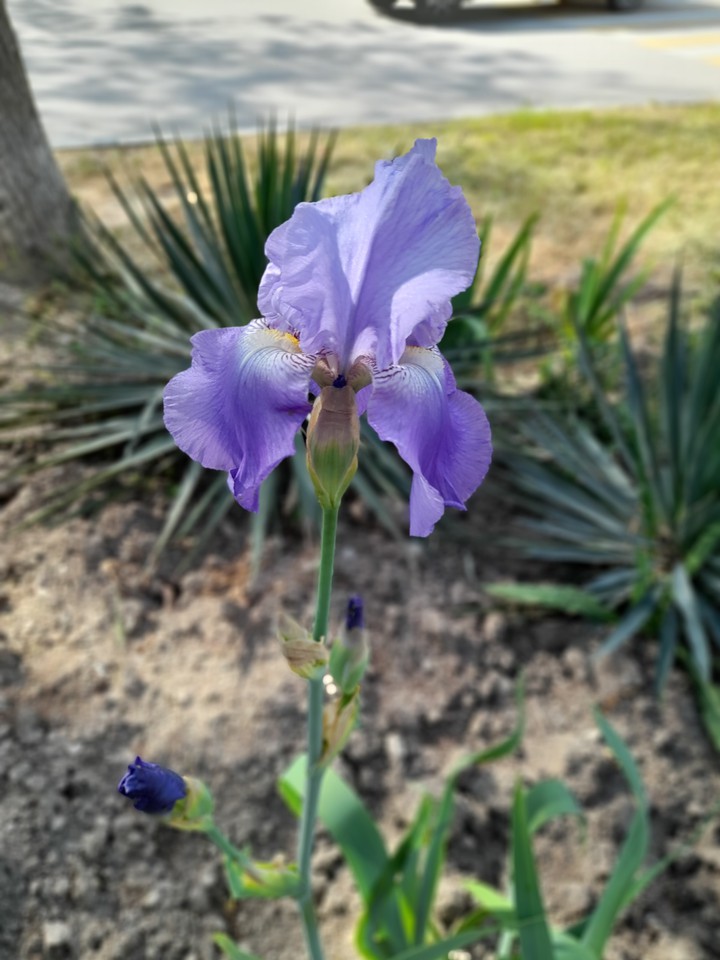 Iris