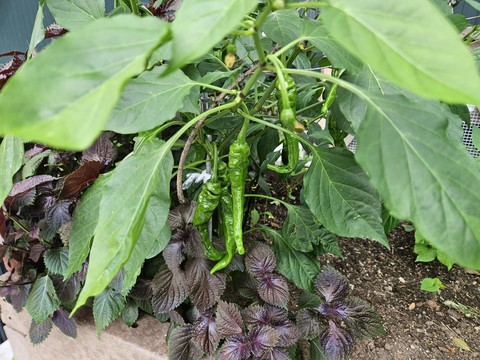 GREEN PEPPERS