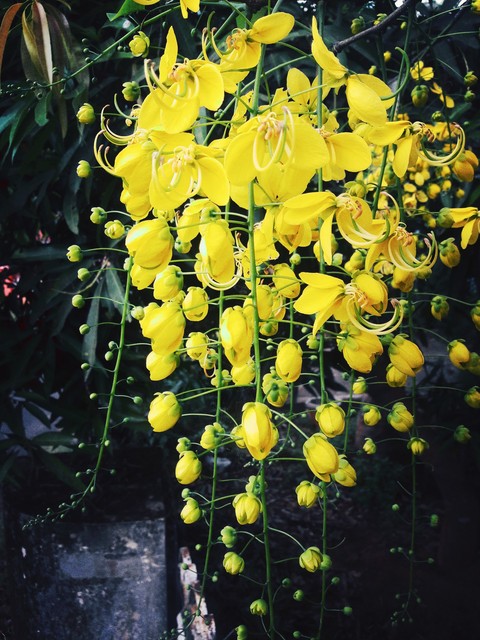 vishu spl