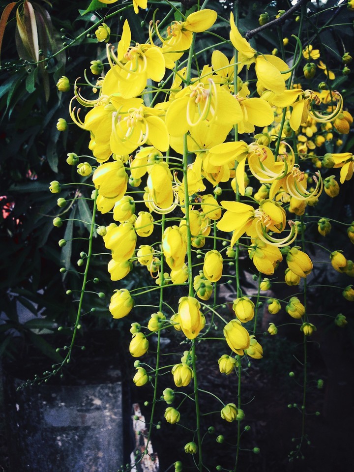 vishu spl