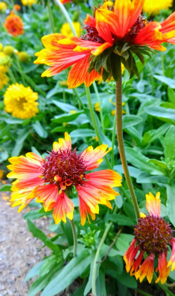 flower ?