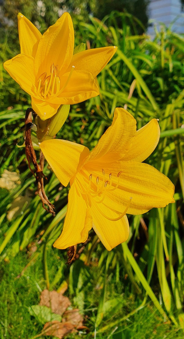 Lilly