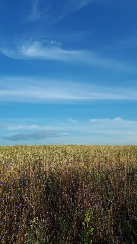 cornflowers and the sky
