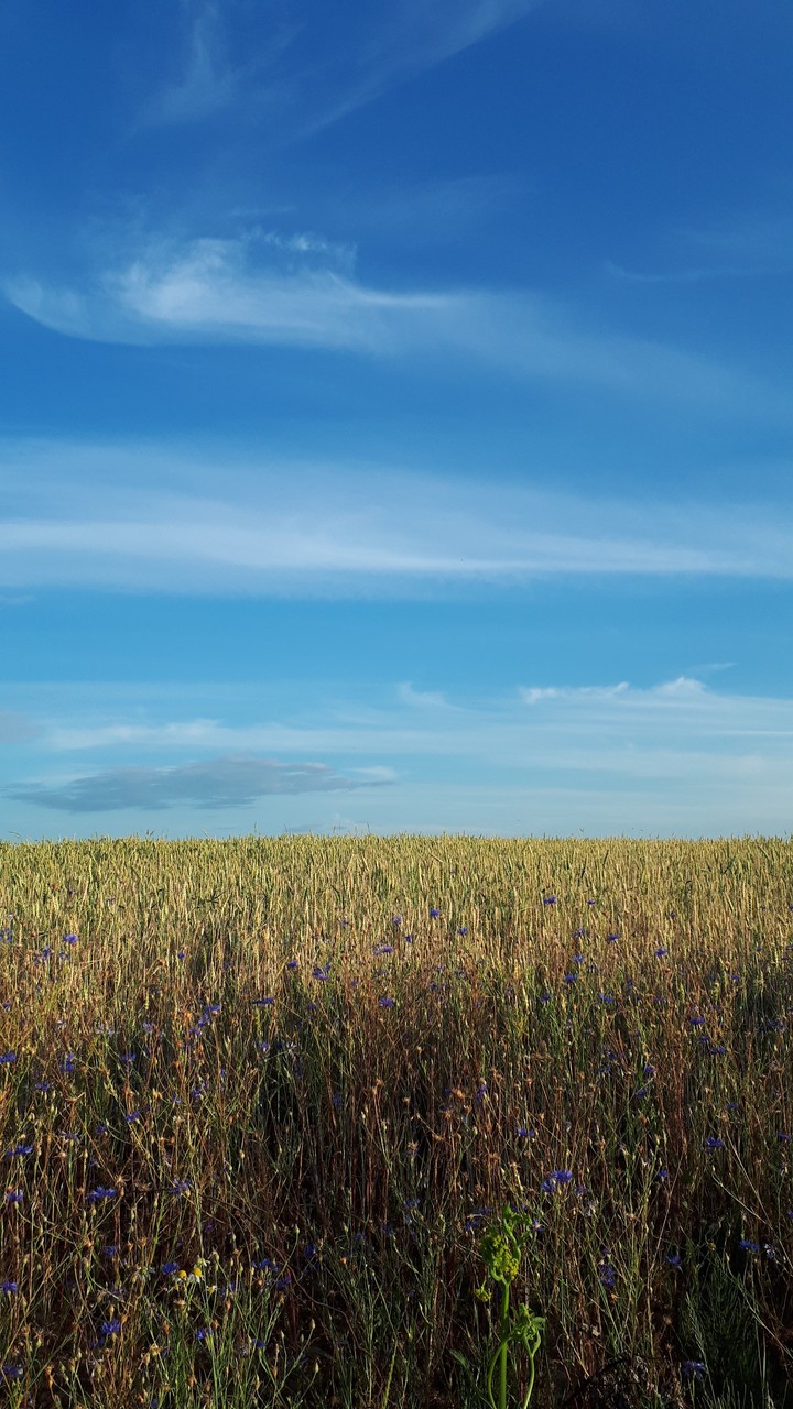 cornflowers and the sky