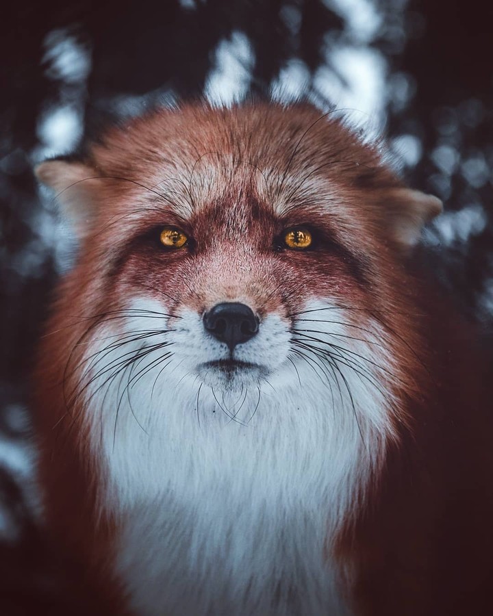 Red Beauty