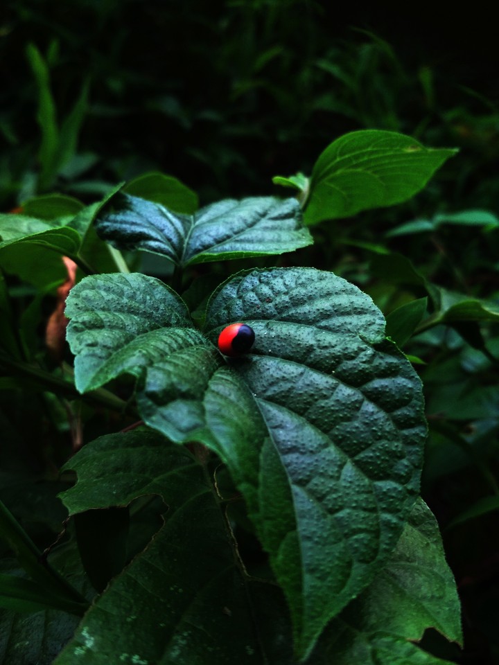 leaf