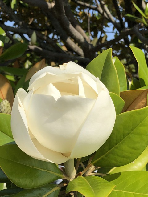 fleurs