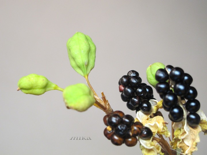 《射干果實》花語：    誠實