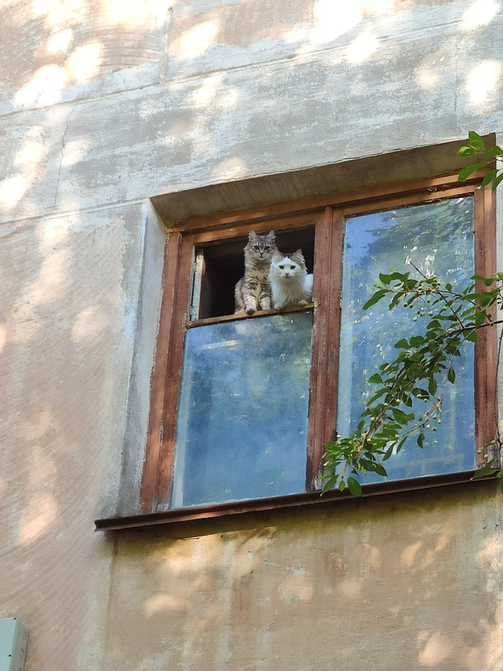 Кошки на окошке