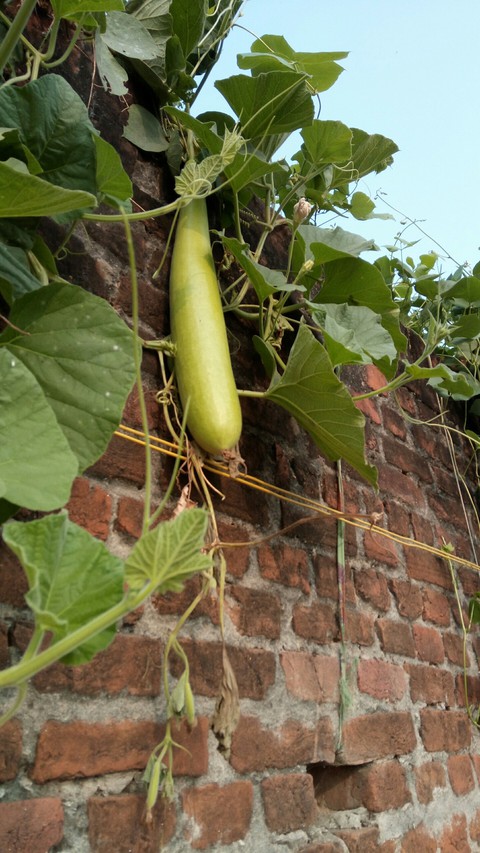 bottle gourd