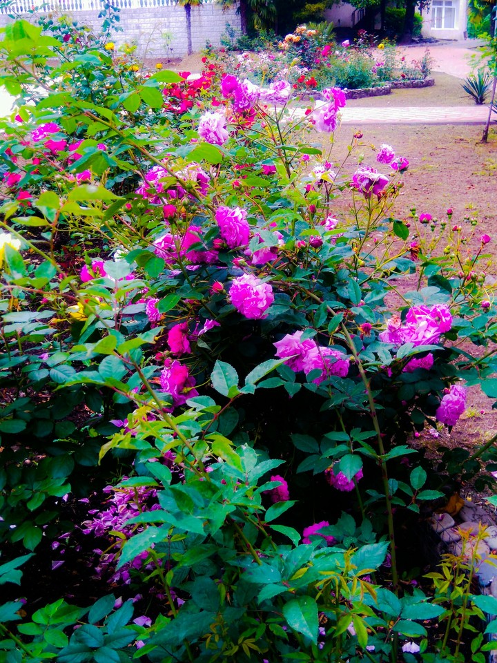 rose blossom