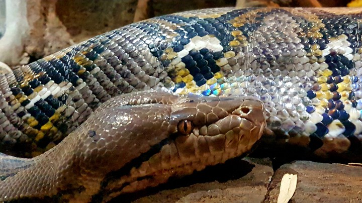 snake