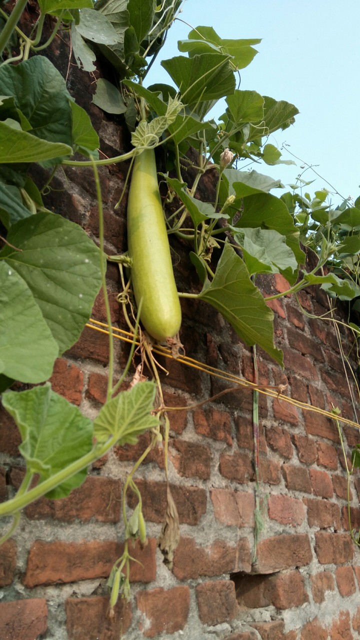 bottle gourd