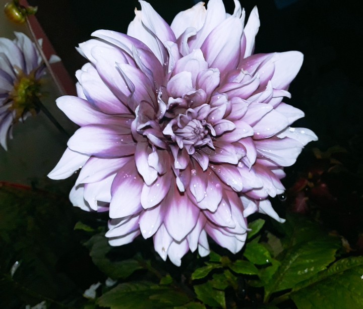 DAHLIA