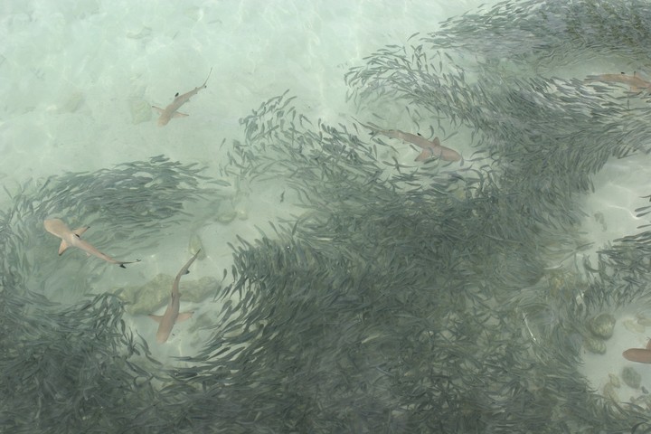 Sea