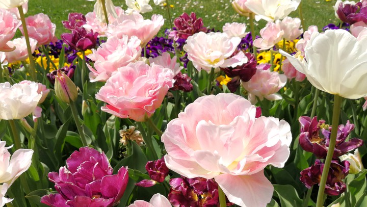 Tulpen, tulip