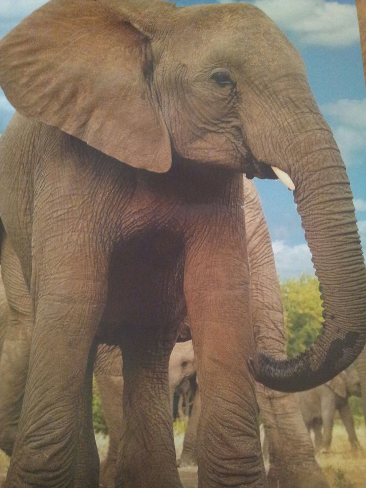 Elefant