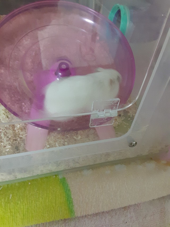 쳇바퀴 부서진다...