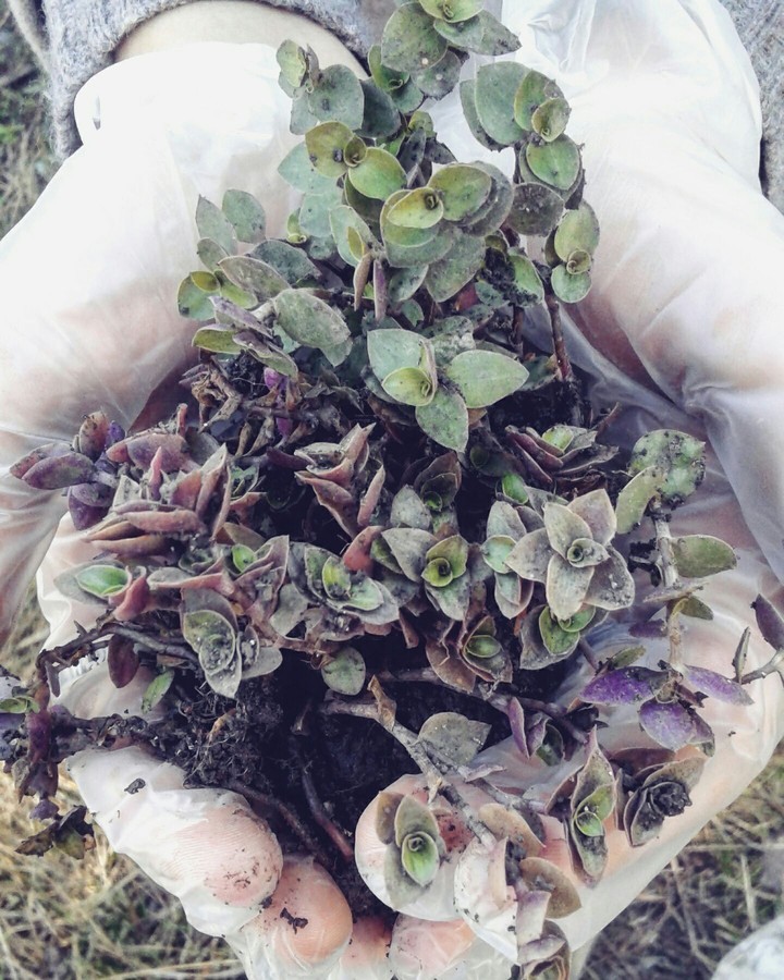 land plants
