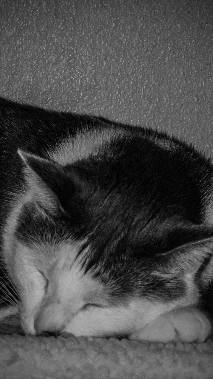 BLACK AND WHITE CAT / CHAT EN NOIR ET BLANC