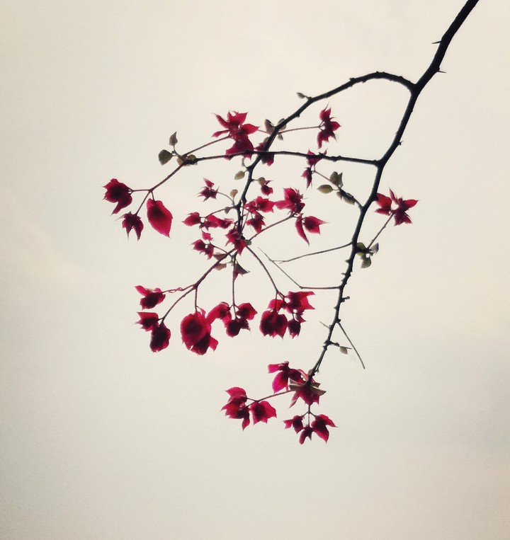 Bouganvillia