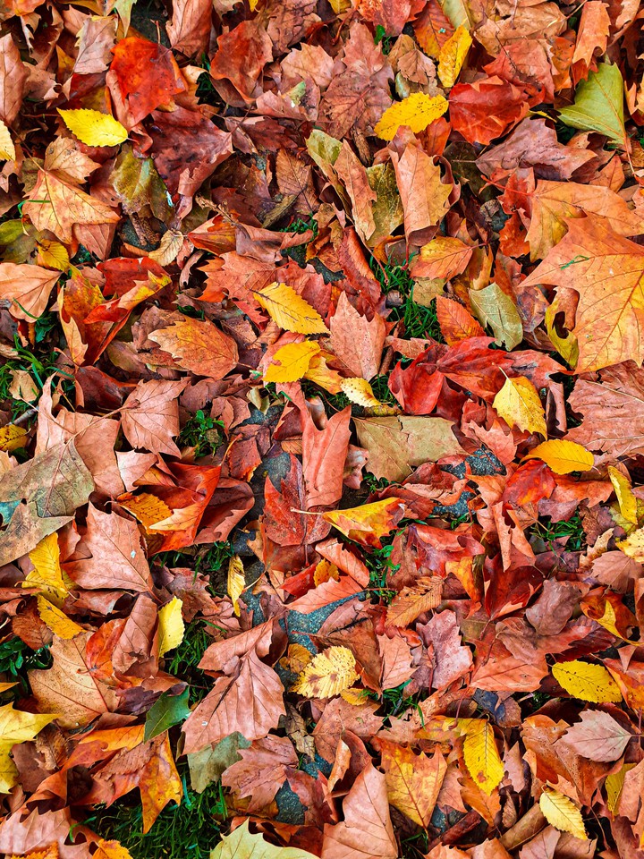 Autumn touch
