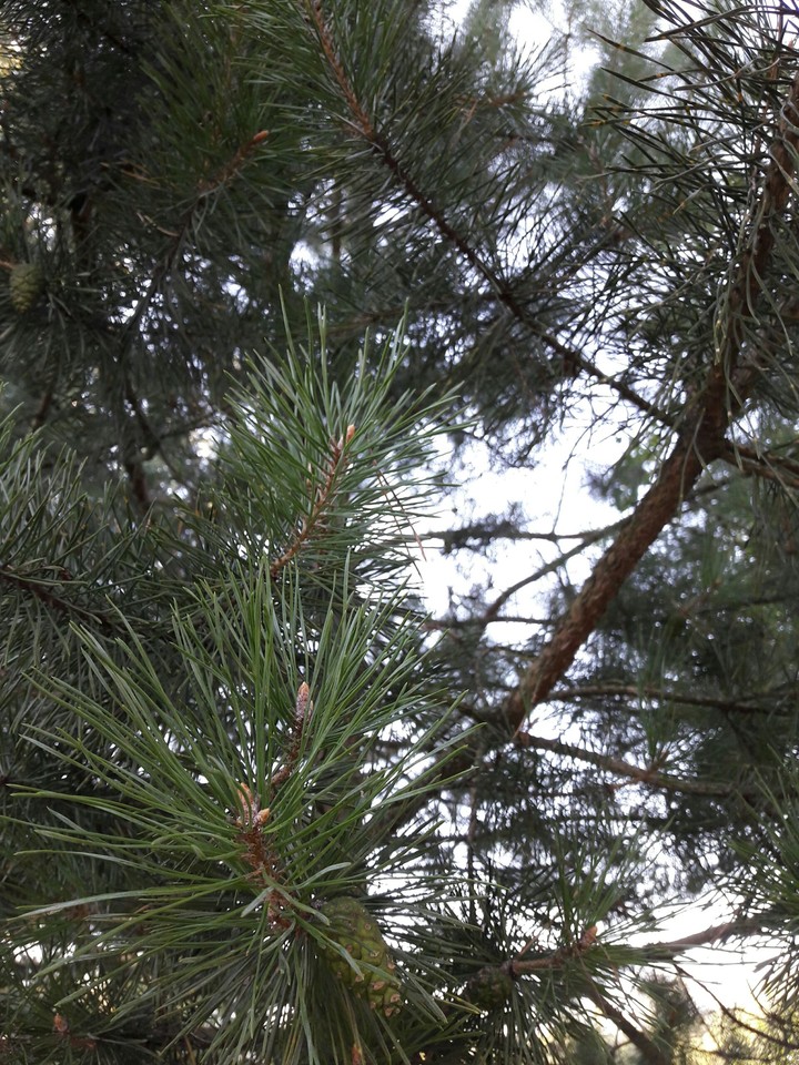 Spruce
