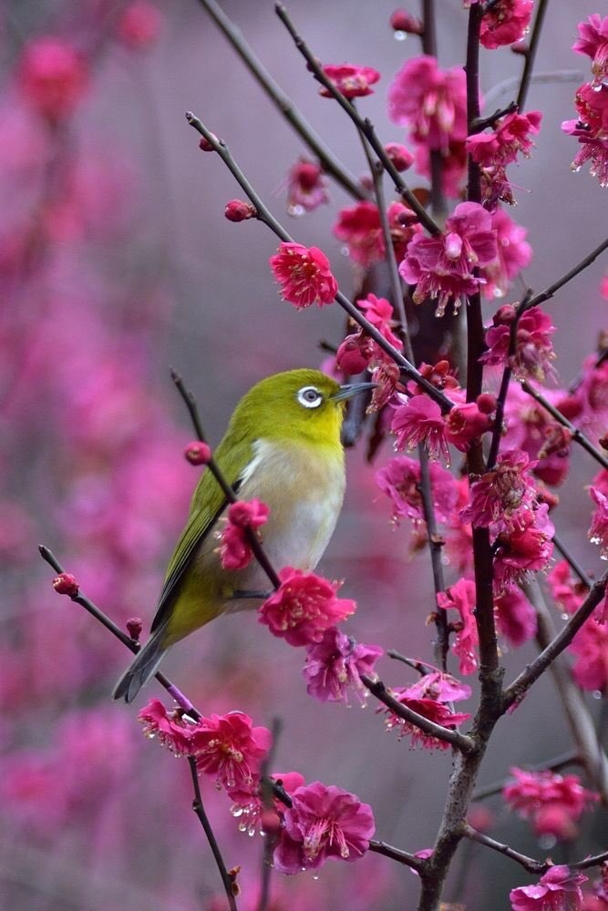 nature