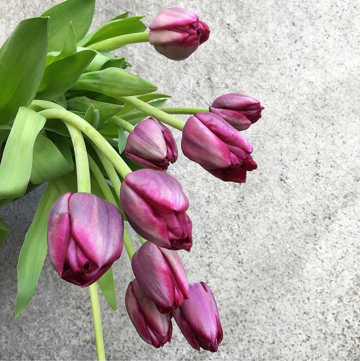 tulips