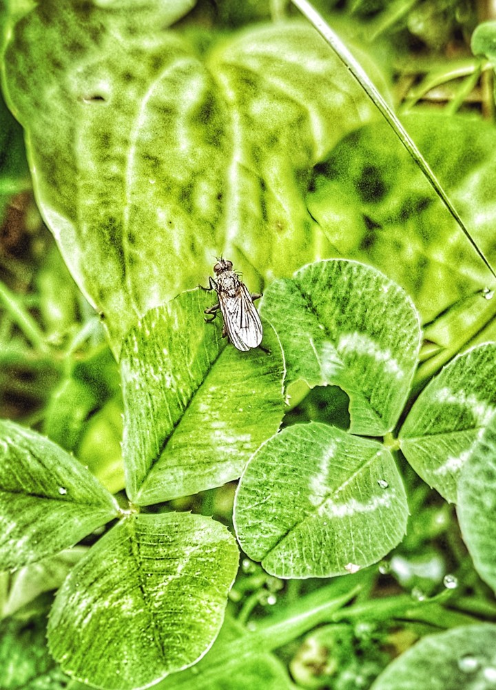 Fly