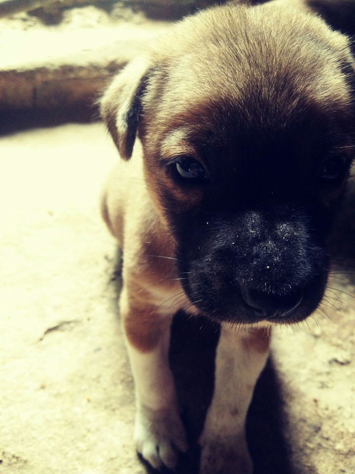 dog
