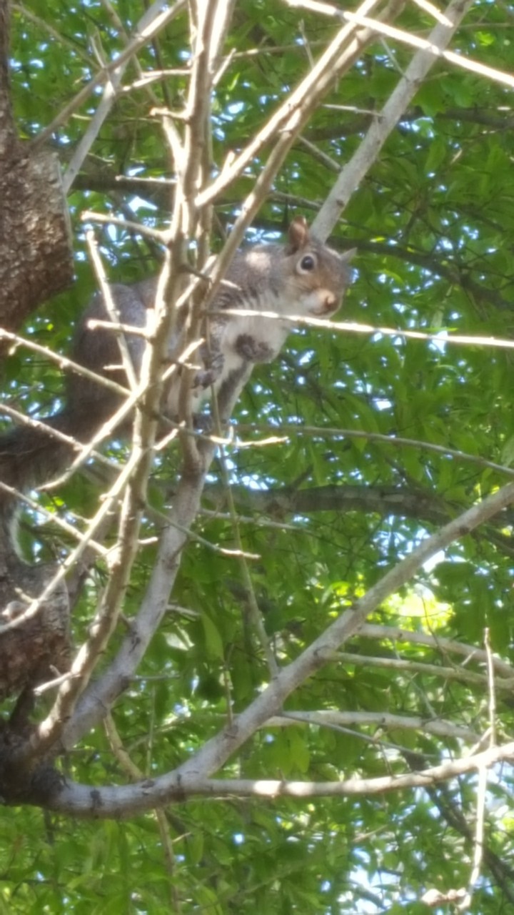 Squirrel in tree
