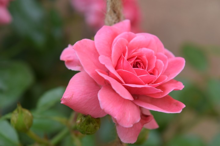 Pink Rose