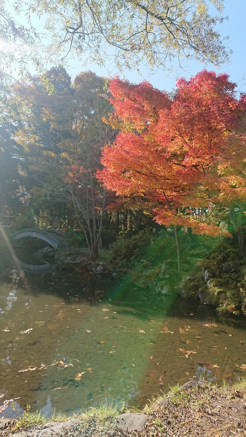 光と紅葉のコントラスト