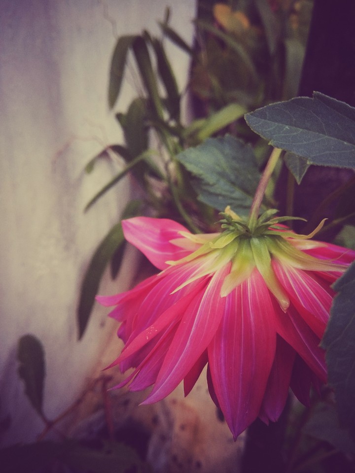 macro shot Flower Red