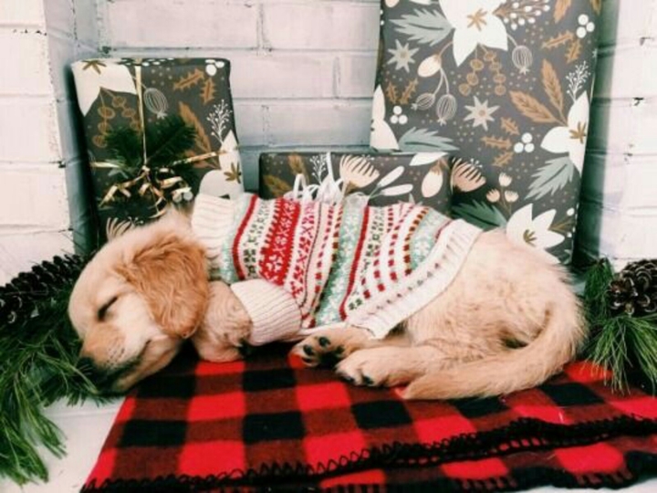 puppy